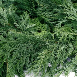 Christmas Greenery VAN ZYVERDEN 25 Ft. Live Fresh Cut Pacific Northwest Cedar Mix Coil Garland -Christmas Lights Sales van zyverden christmas garland 87425 44 1000