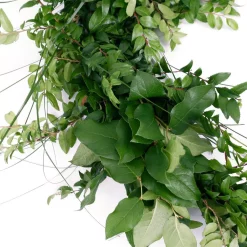 Christmas Greenery VAN ZYVERDEN 6 Ft. Live Fresh Cut Pacific Northwest Deluxe Special Event Garland Mix Coil Runner 11 Christmas Greenery VAN ZYVERDEN 6 Ft. Live Fresh Cut Pacific Northwest Deluxe Special Event Garland Mix Coil Runner -Christmas Lights Sales van zyverden christmas garland 87431 1f 1000