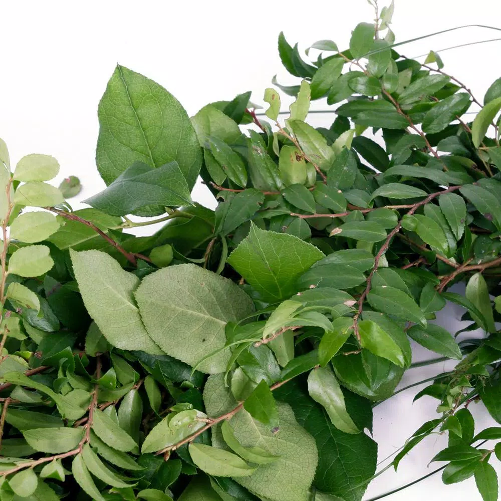 Christmas Greenery VAN ZYVERDEN 6 Ft. Live Fresh Cut Pacific Northwest Deluxe Special Event Garland Mix Coil Runner 7 Christmas Greenery VAN ZYVERDEN 6 Ft. Live Fresh Cut Pacific Northwest Deluxe Special Event Garland Mix Coil Runner - Image 5