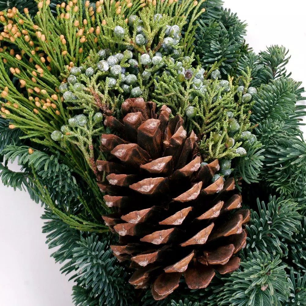 Christmas Greenery VAN ZYVERDEN 24 In. Live Fresh Cut Pacific Northwest Mixed Christmas Wreath Pine Cone Decorated 6 Christmas Greenery VAN ZYVERDEN 24 In. Live Fresh Cut Pacific Northwest Mixed Christmas Wreath Pine Cone Decorated - Image 4