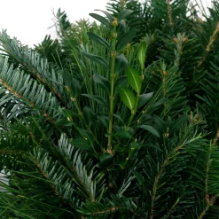 Christmas Greenery VAN ZYVERDEN 24 In. Live Fresh Cut Blue Ridge Mountain Mixed Christmas Wreath With Bow -Christmas Lights Sales van zyverden christmas wreaths 87448 4f 1000