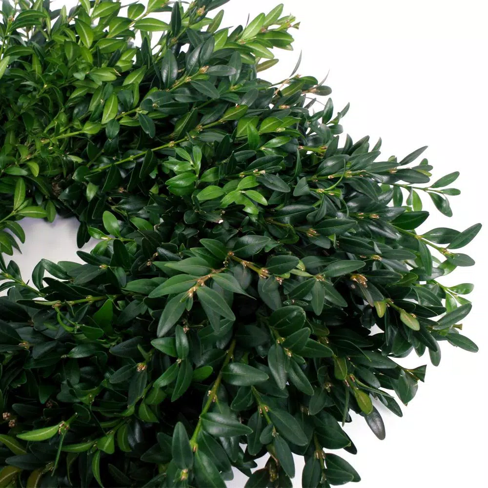 Christmas Greenery VAN ZYVERDEN 12 In. Live Fresh Cut Blue Ridge Mountain Box Wood Window Christmas Wreath 6 Christmas Greenery VAN ZYVERDEN 12 In. Live Fresh Cut Blue Ridge Mountain Box Wood Window Christmas Wreath - Image 4