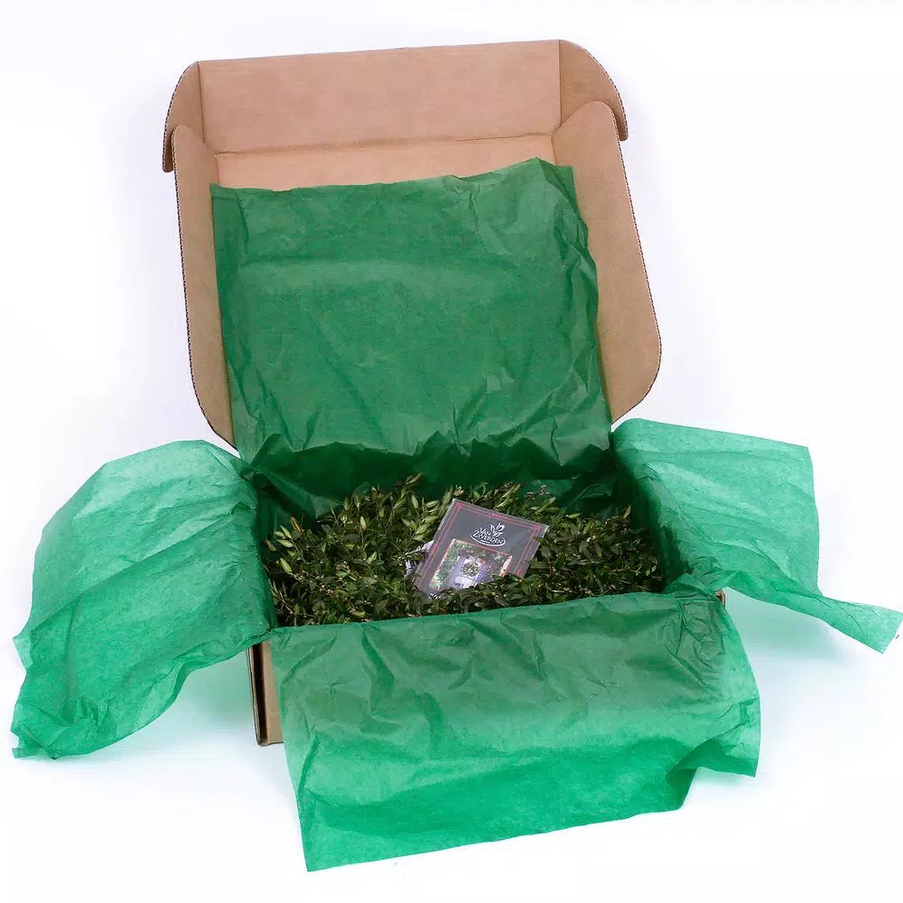 Christmas Greenery VAN ZYVERDEN 12 In. Live Fresh Cut Blue Ridge Mountain Box Wood Window Christmas Wreath 7 Christmas Greenery VAN ZYVERDEN 12 In. Live Fresh Cut Blue Ridge Mountain Box Wood Window Christmas Wreath - Image 5