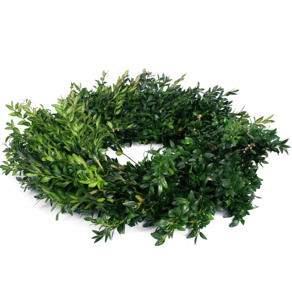 Christmas Greenery VAN ZYVERDEN 12 In. Live Fresh Cut Blue Ridge Mountain Box Wood Window Christmas Wreath 4 Christmas Greenery VAN ZYVERDEN 12 In. Live Fresh Cut Blue Ridge Mountain Box Wood Window Christmas Wreath - Image 2